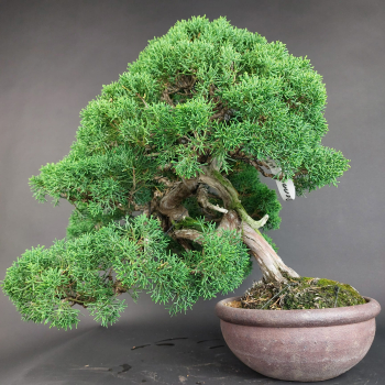 Preview: Bonsai - Wacholder, Juniperus Chinensis Kishu, Japan